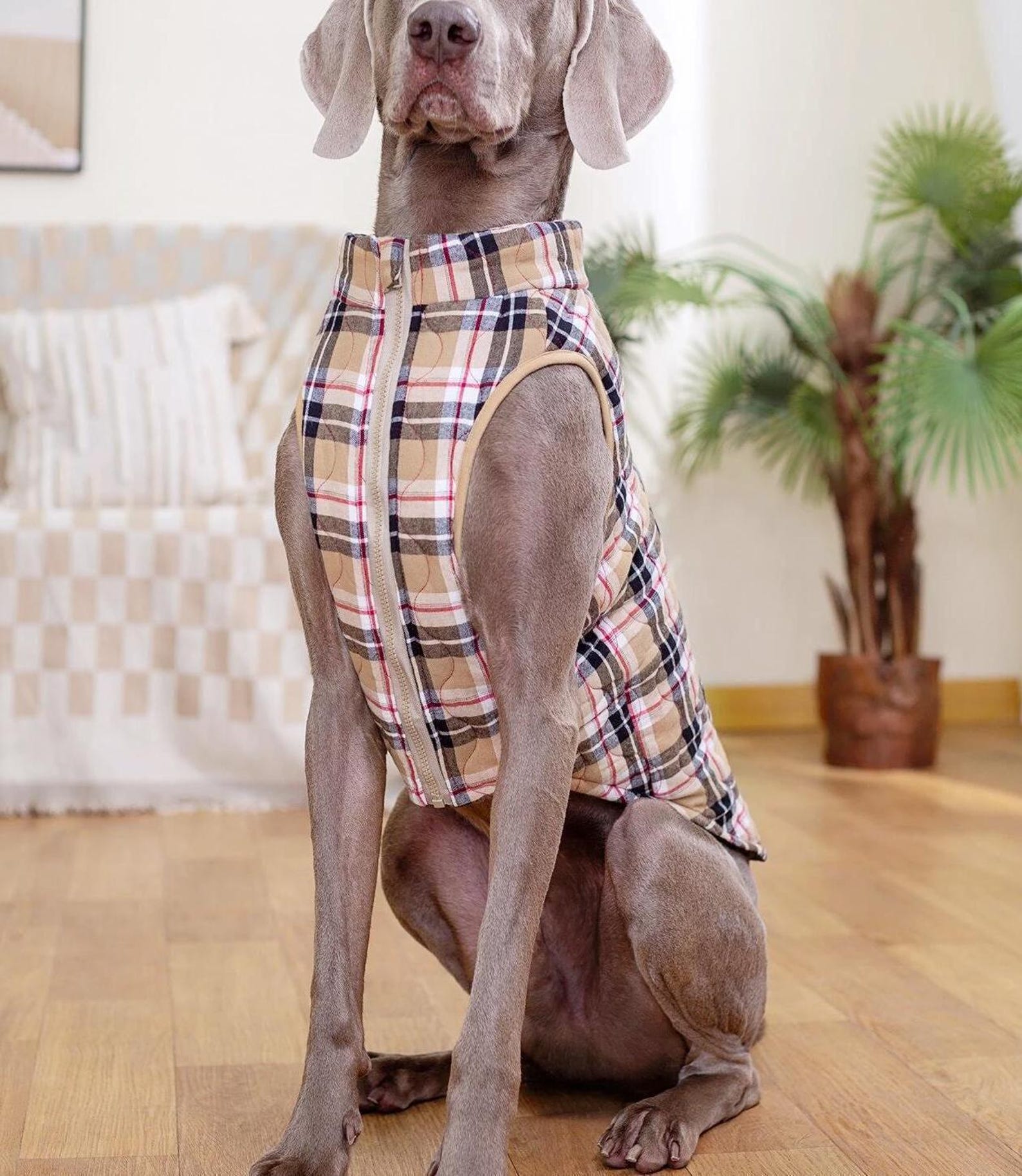 Dog Coat Pattern, Dog Vest Sewing Pattern, Sewing Pattern Pet, Pattern Dog, Pet Pattern, Sewing pattern for dog coat, dog