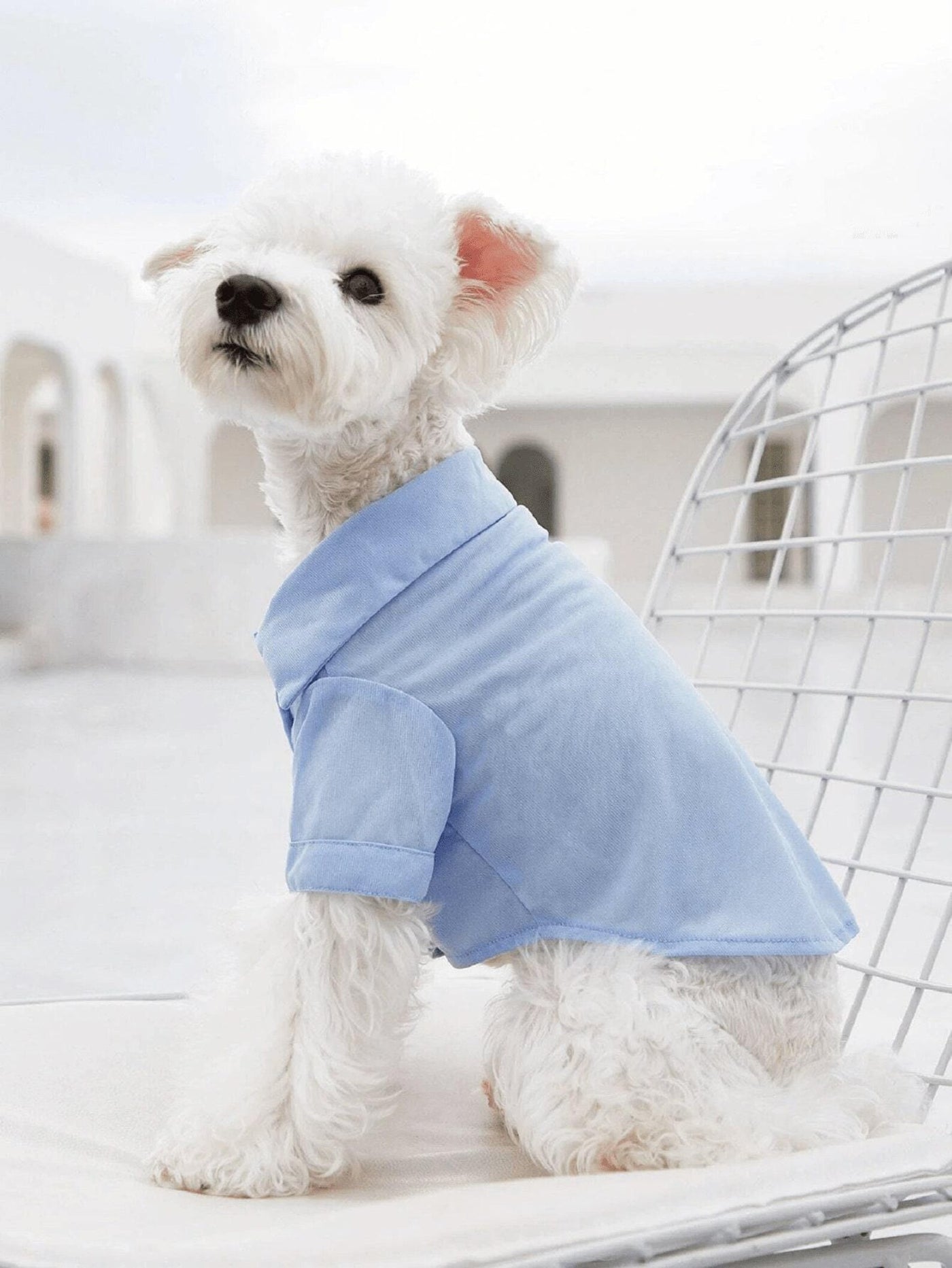 Dog Shirt Pattern, Dog Pattern, Dog Sewing Pattern, Dog Shirt Sewing Pattern, Pattern for dog, Dog Tank Top Pattern, Sewing