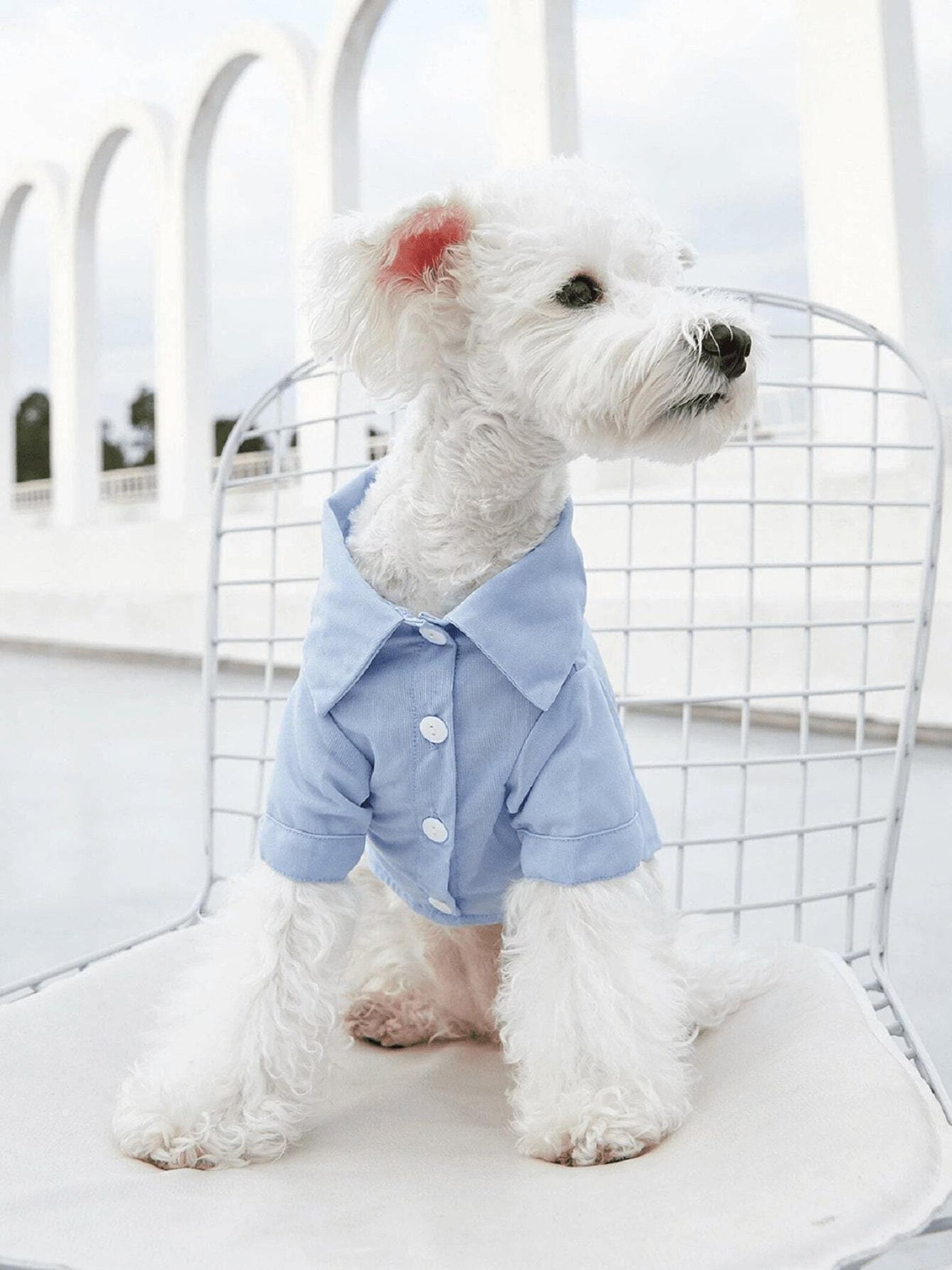 Dog Shirt Pattern, Dog Pattern, Dog Sewing Pattern, Dog Shirt Sewing Pattern, Pattern for dog, Dog Tank Top Pattern, Sewing