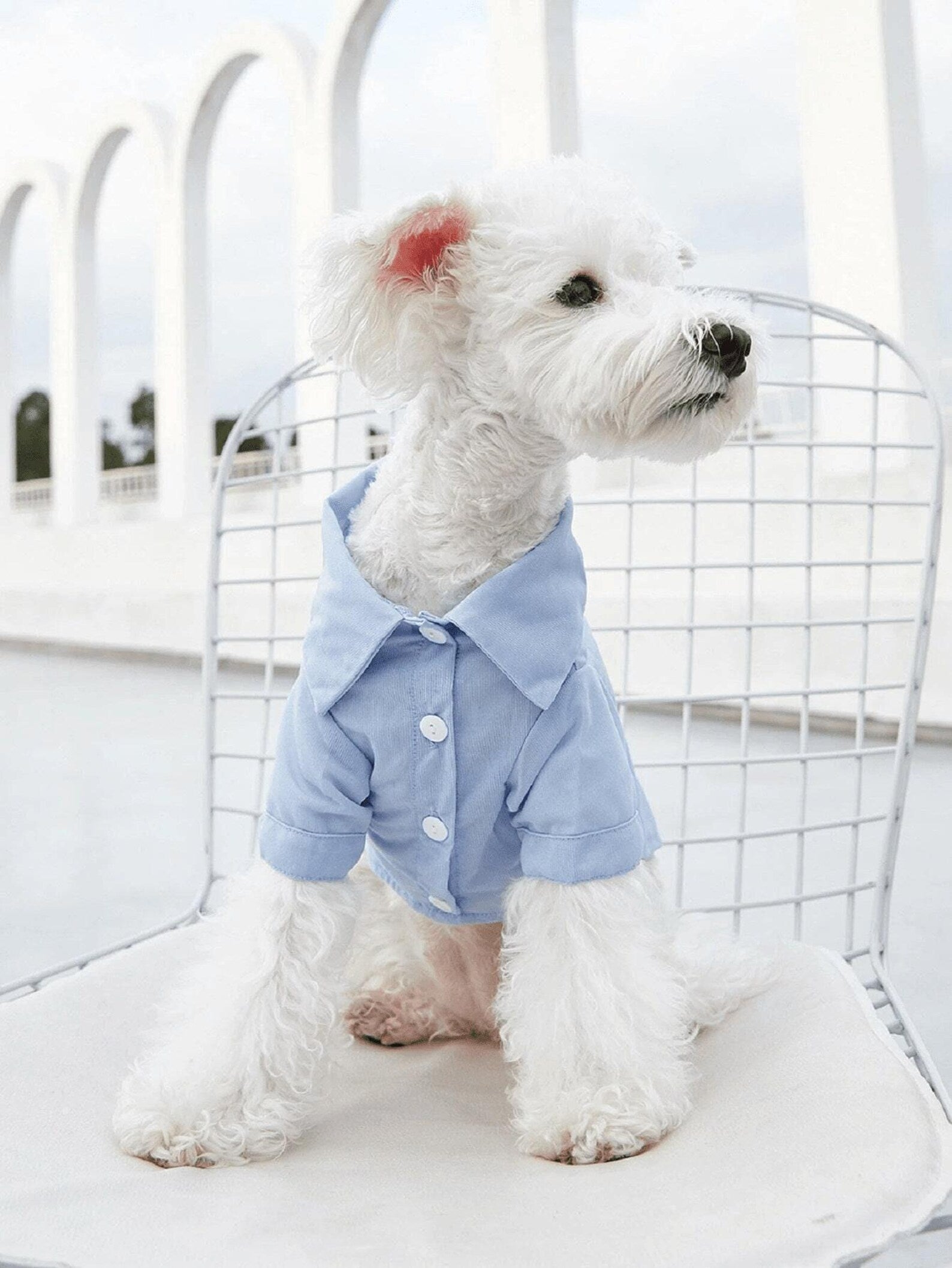 Dog Shirt Pattern, Dog Pattern, Dog Sewing Pattern, Dog Shirt Sewing Pattern, Pattern for dog, Dog Tank Top Pattern, Sewing